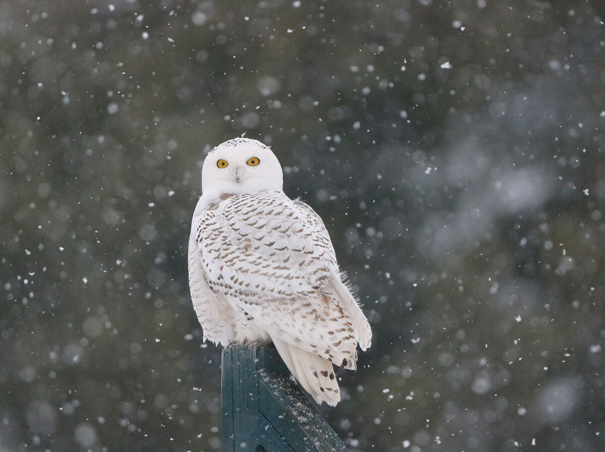 Snowy owl